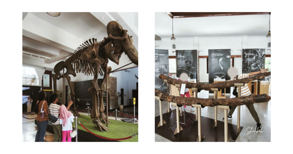 Fosil di Museum Geologi Bandung