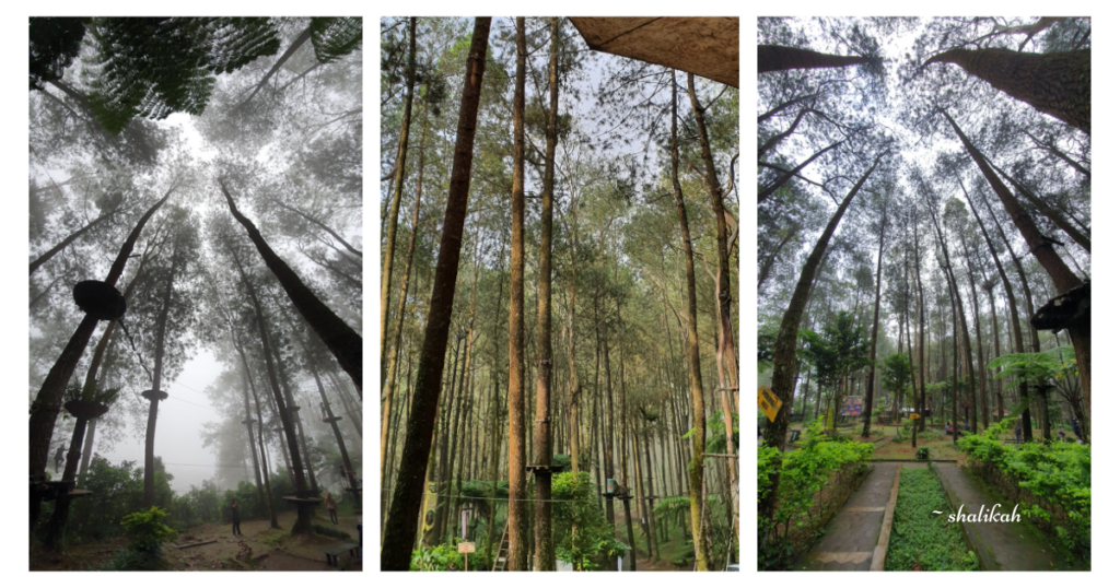 Hutan Pinus di Kopeng TreeTop