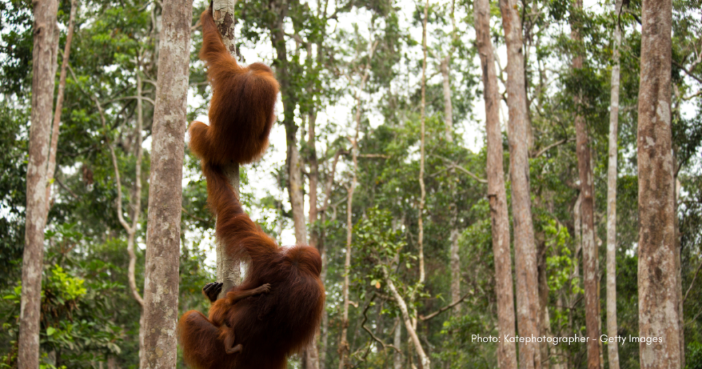 Orangutan di Hutan Indonesia (Foto: Katephotographer - Getty Images)