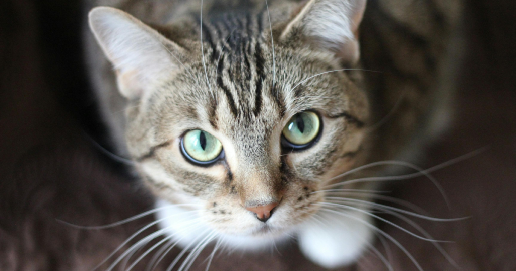 Kenapa kucing menggosokkan badan ke pemiliknya? (Photo: Krysten Merriman - Pexels)
