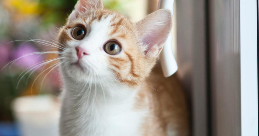 Cara Kucing Berkomunikasi (Photo: Wojciech Kumpicki - Pexels)