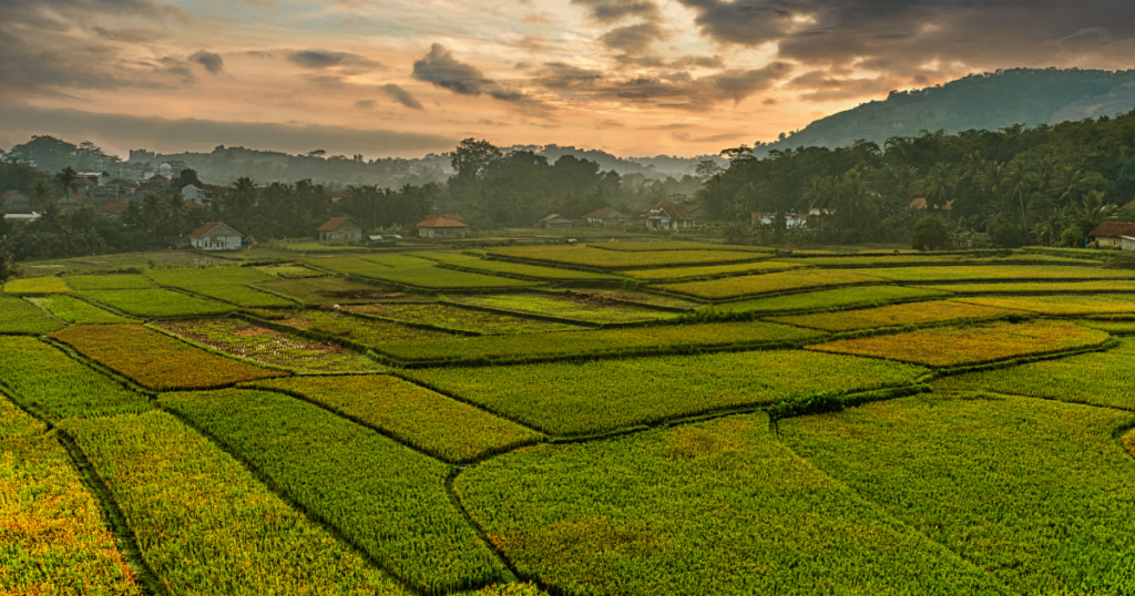 Ilustrasi View Sawah (Photo: Tom Fisk - Pexels)